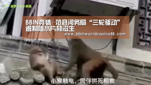 BBIN百家乐