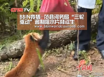 BBIN百家乐
