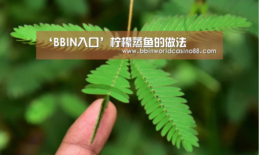 ‘BBIN入口’柠檬蒸鱼的做法(图3) BBIN百家乐